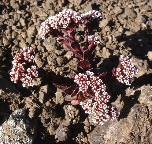 Crassula setulosa var. rubra in gravel